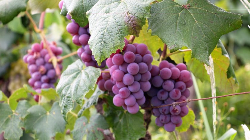 purple grapes