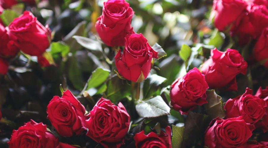 fill the frame photography of red roses